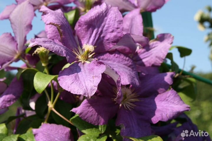 Клематисы