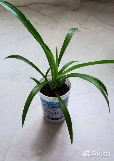 Хлорофитум