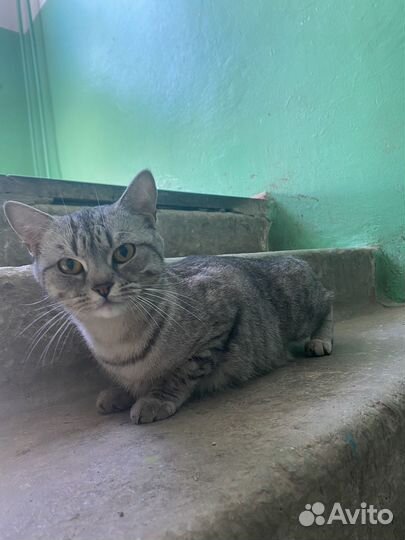 Кошечка