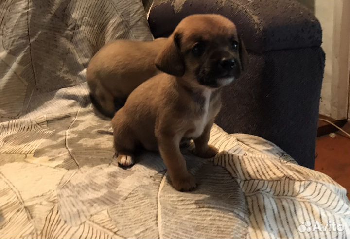 Щенки таксы