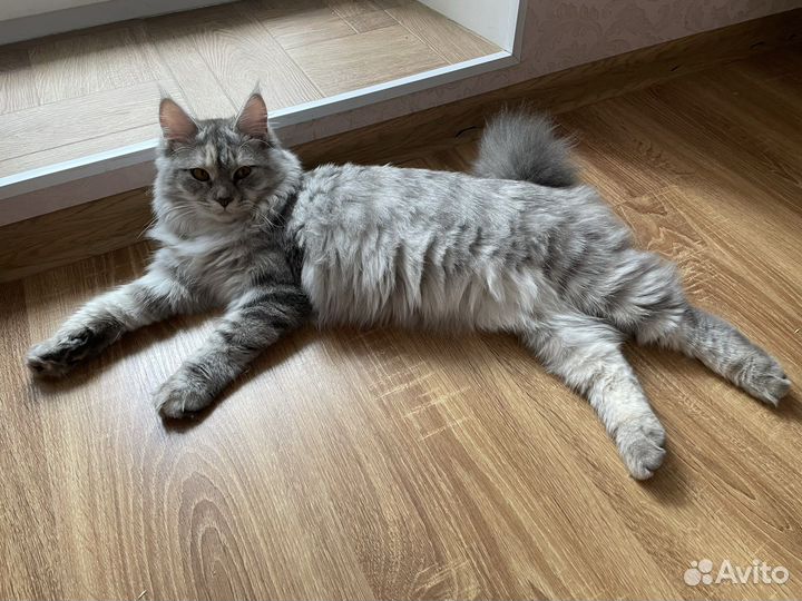 Котята мейн-кун