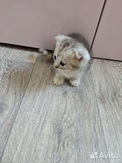 Шотландские котята
