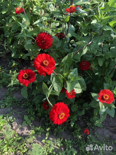 Букеты из астр и циний, со своего огорода