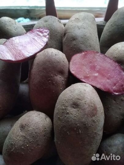 Семенной картофель:сарпо миро, сынок,уника