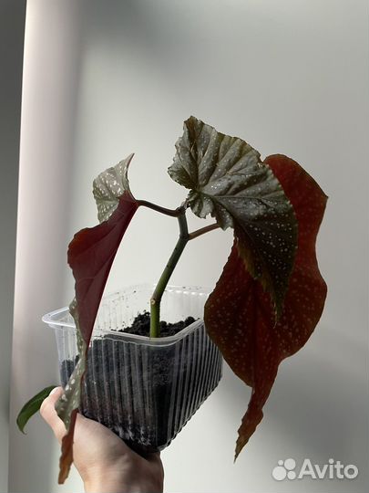 Бегония королевская