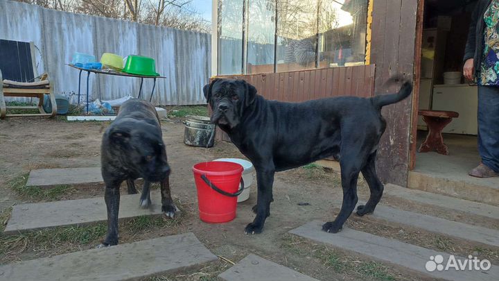 Собака вязка