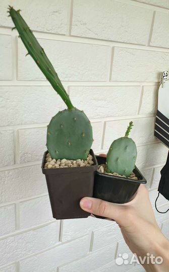 Опунция кактус