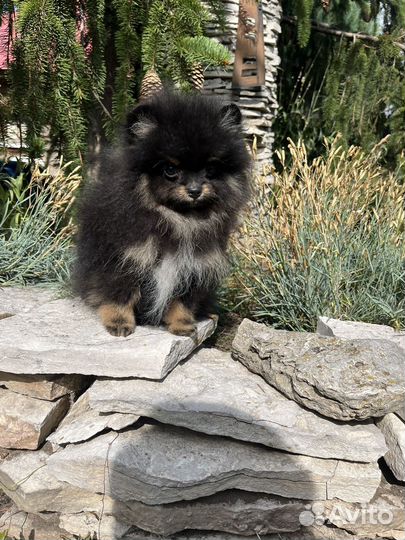 Померанский шпиц мини щенок