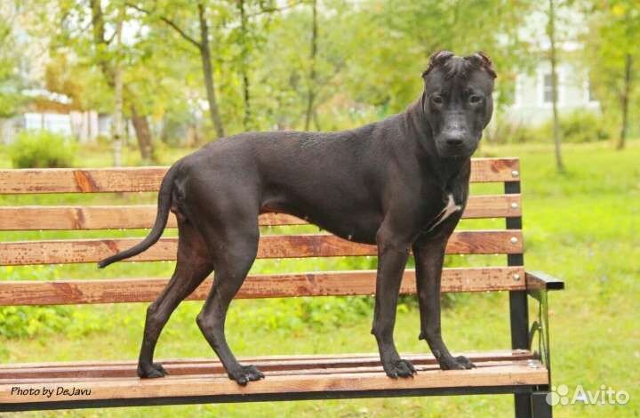 Питбуль-щенки