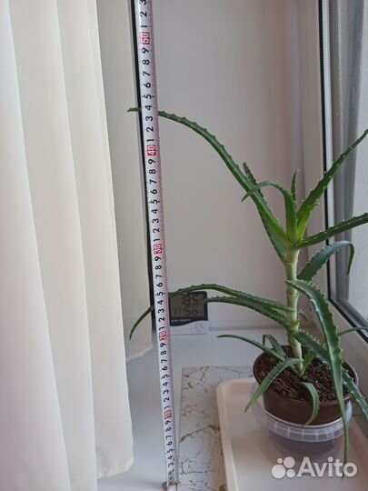 Алоэ столетник лечебный