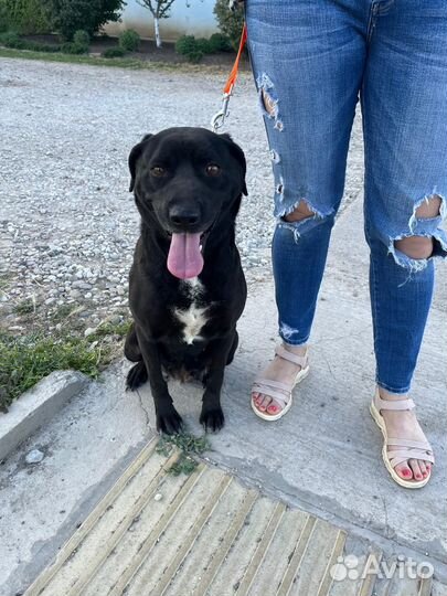 Собака в добрые руки