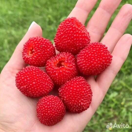 Тибетская малина саженцы