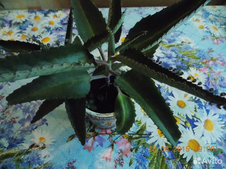 Каланхое лечебный