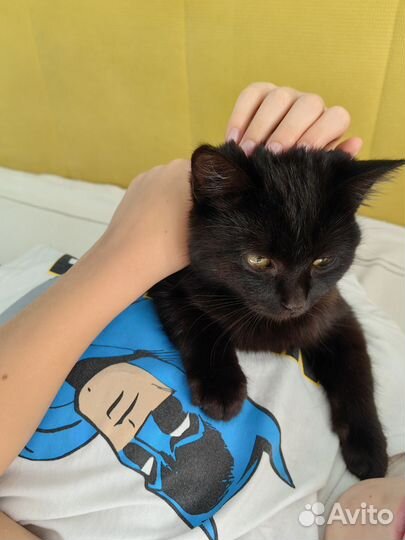 Кот Кузя