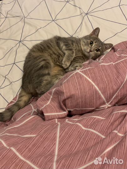 Кошка в дар