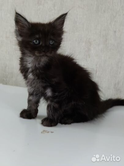 Котята мейн-кун