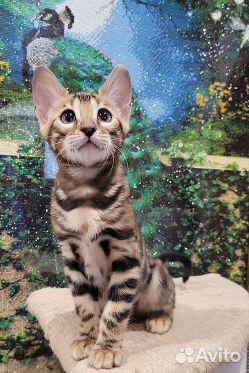 Котята шоу класса