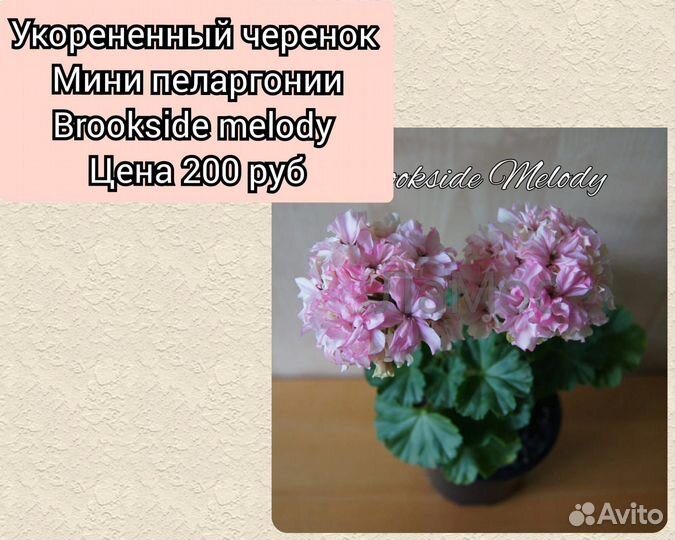 Пеларгония сортовая