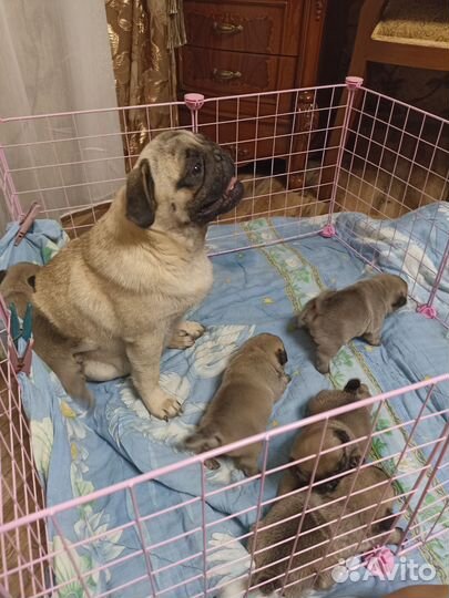 Щенки мопса