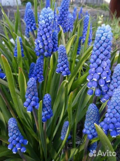 Цветы многолетники