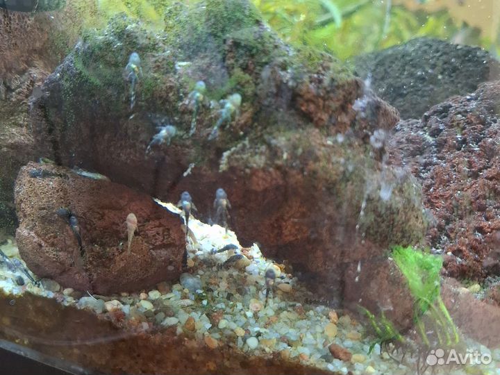 Сомики анциструсы