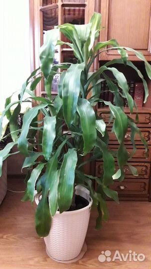 Драцена душистая
