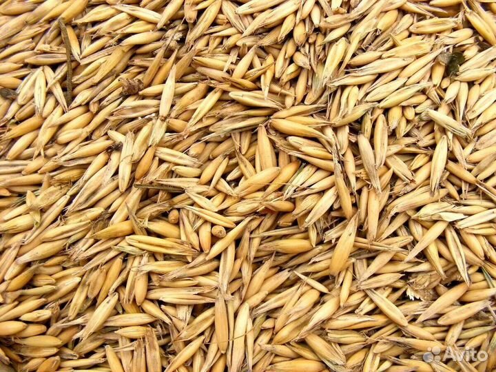 Продам овёс зерно