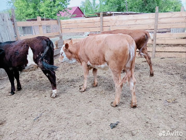 Телята бычки