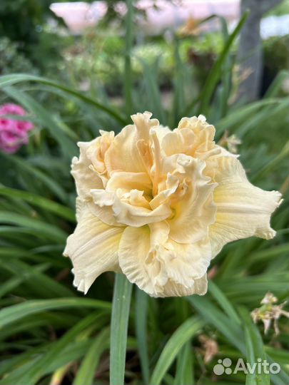 Лилейники сортовые