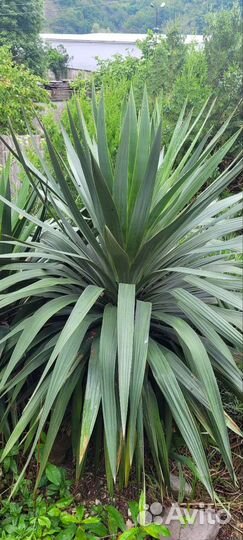 Пальма юкка