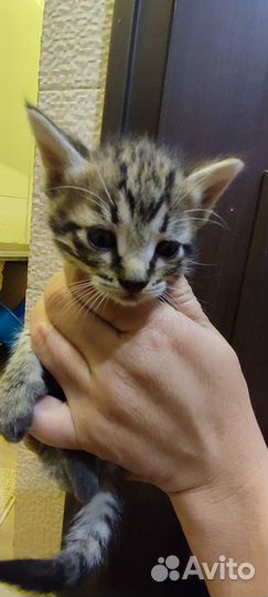 Котята