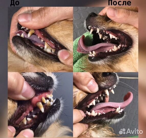 Уз чистка зубов собакам