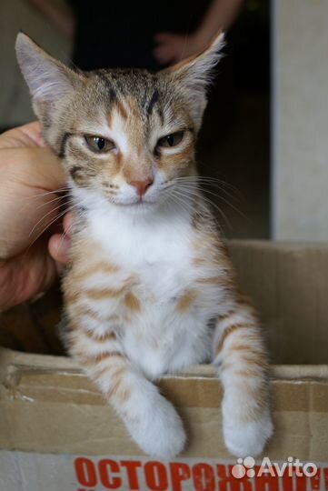 Котёнок уникального окраса