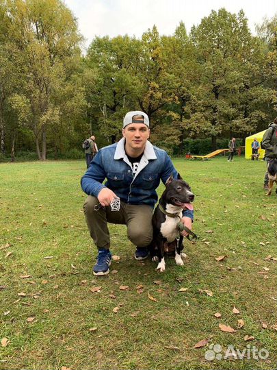 Кинолог: Дрессировка собак