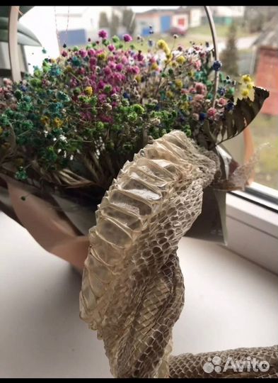 Выползок удава