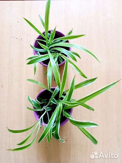 Хлорофитум полосатый