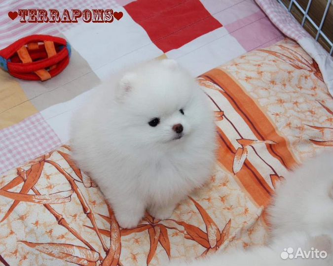 Померанский шпиц