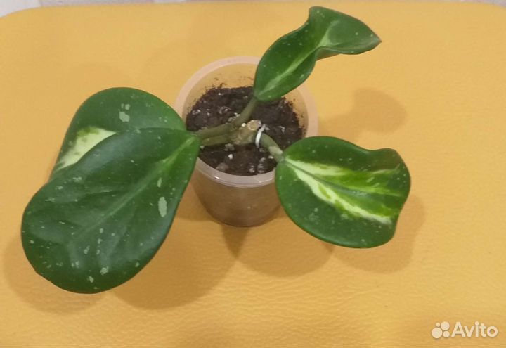 Хойя обовата вариегата