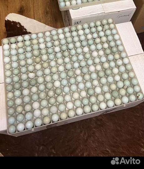 Инкубационное яйцо перепелов