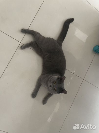 Британский кот Вязка