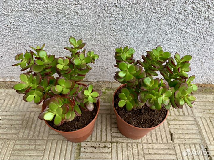 Крассула Минор