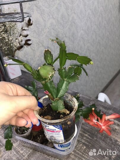 Цветок декабрист оранжевый