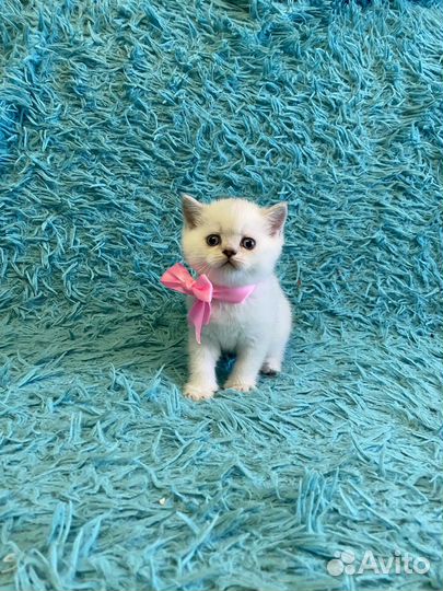 Шотландская