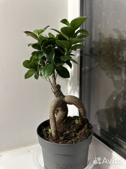 Фикус микрокарпа Бонсай