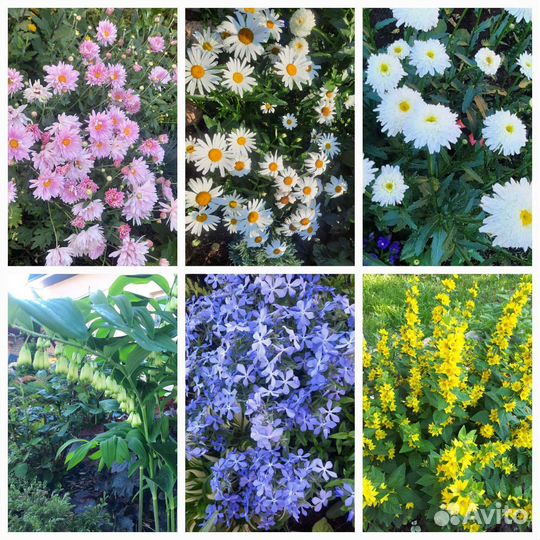 Неприхотливые многолетние цветы