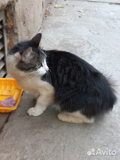 Кошка