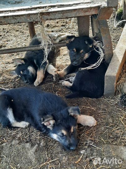 Щенки немецкой овчарки