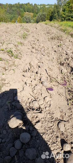 Фиолетовый картофель 