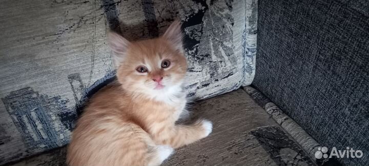 Котик в дар
