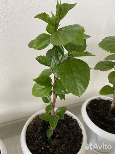 Дримиопсис пятнистый и Китайская Роза